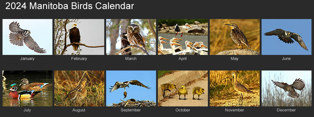 2023 manitoba birds calendar